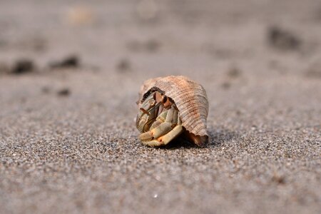 Costa nature exoskeleton photo