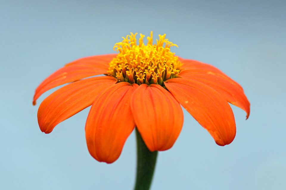 Petal orange stamen