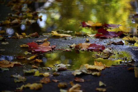 Water pond sheet