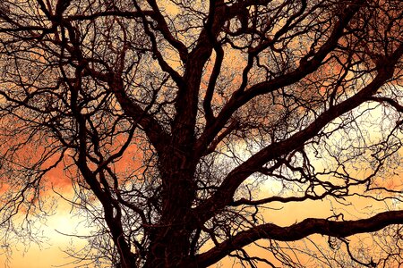 Leafless winter tree silhouette photo