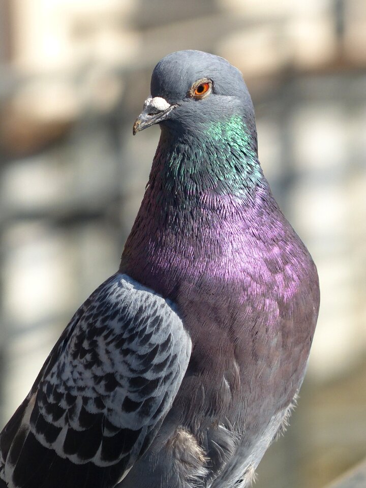 Fauna plumage ornithology