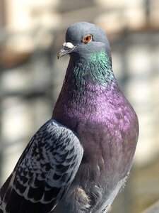 Fauna plumage ornithology