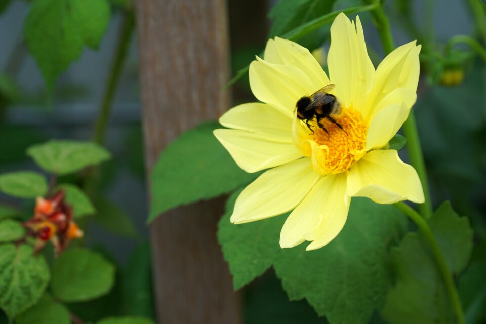 Yellow flower nature yellow flowers