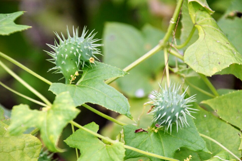 Botany vegetables annual