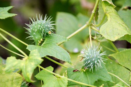 Botany vegetables annual