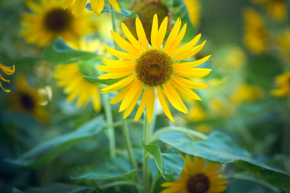 Nature yellow green