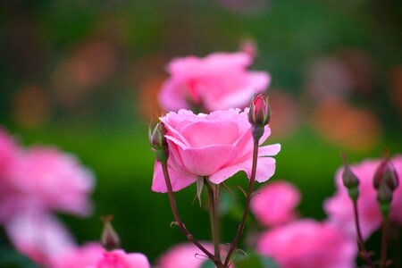 Garden summer rose
