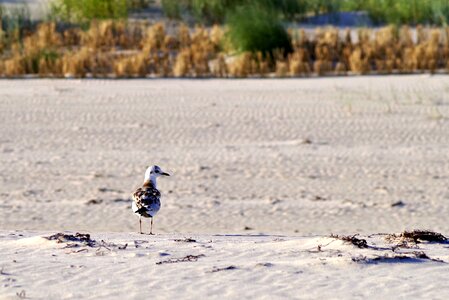 The baltic sea sandy beach pebbles photo