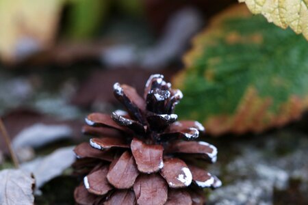 Autumn leaves fall
