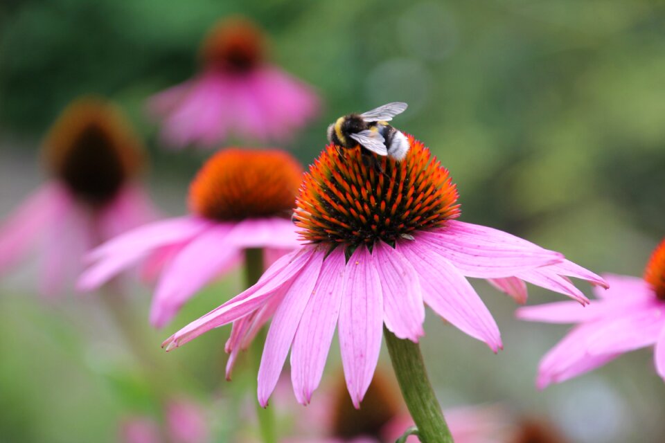 Honey harvest bee pollen pollen photo