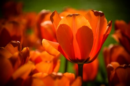 Plant tulip summer photo