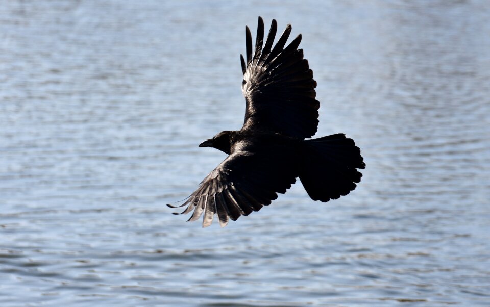Lake raven bird crow