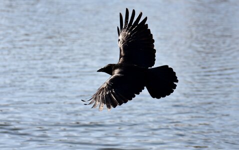 Lake raven bird crow photo