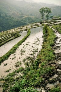 Grass plant farm