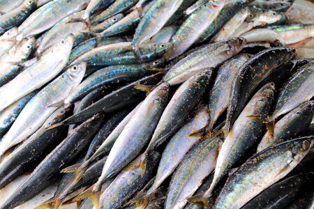 Sea mackerel eating