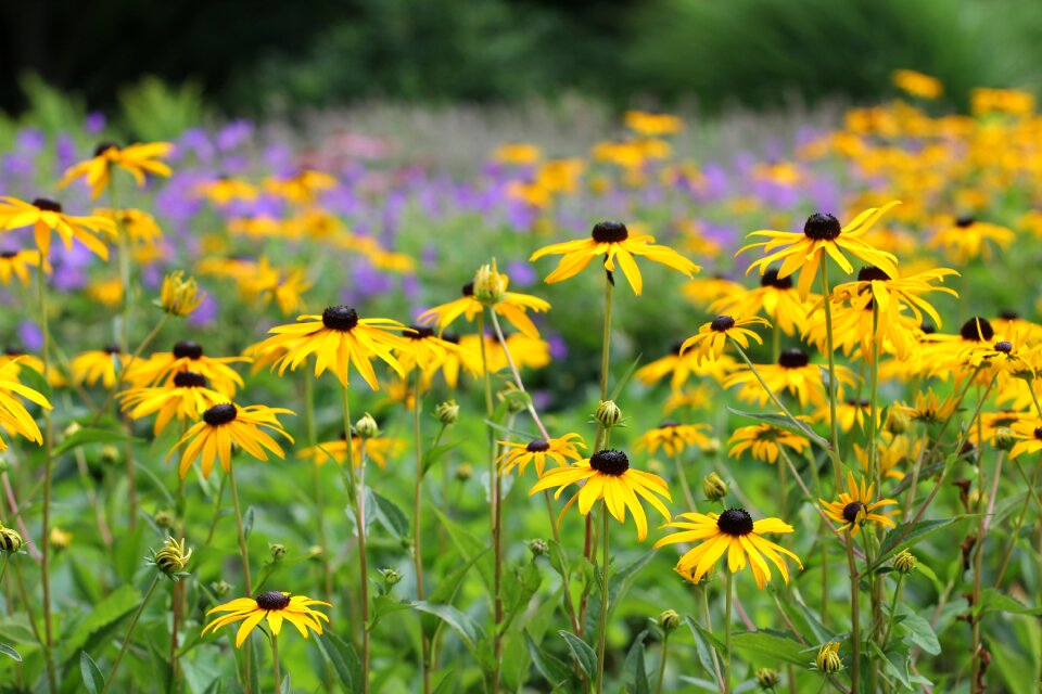 Rudbeckia ordinary sonnenhut echinacea