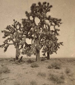 1882, Yucca trees (cropped)