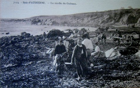 189 Audierne goémon