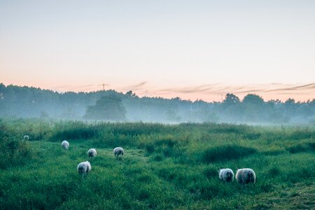 Herd sheep animal photo