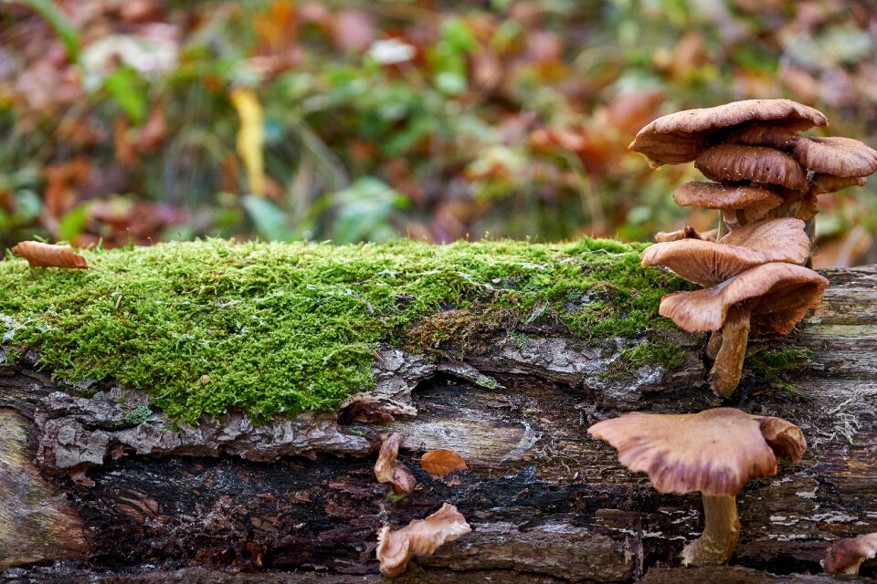 Autumn forest moss