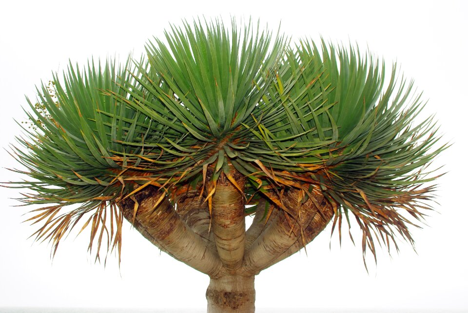 Tree lily dragon tree of the canary islands