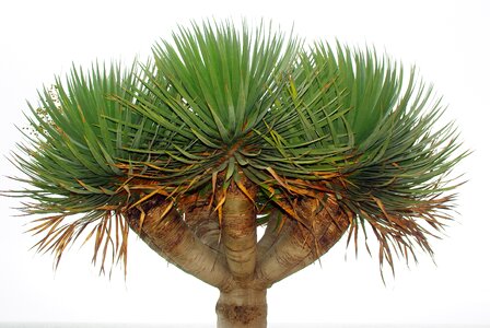 Tree lily dragon tree of the canary islands