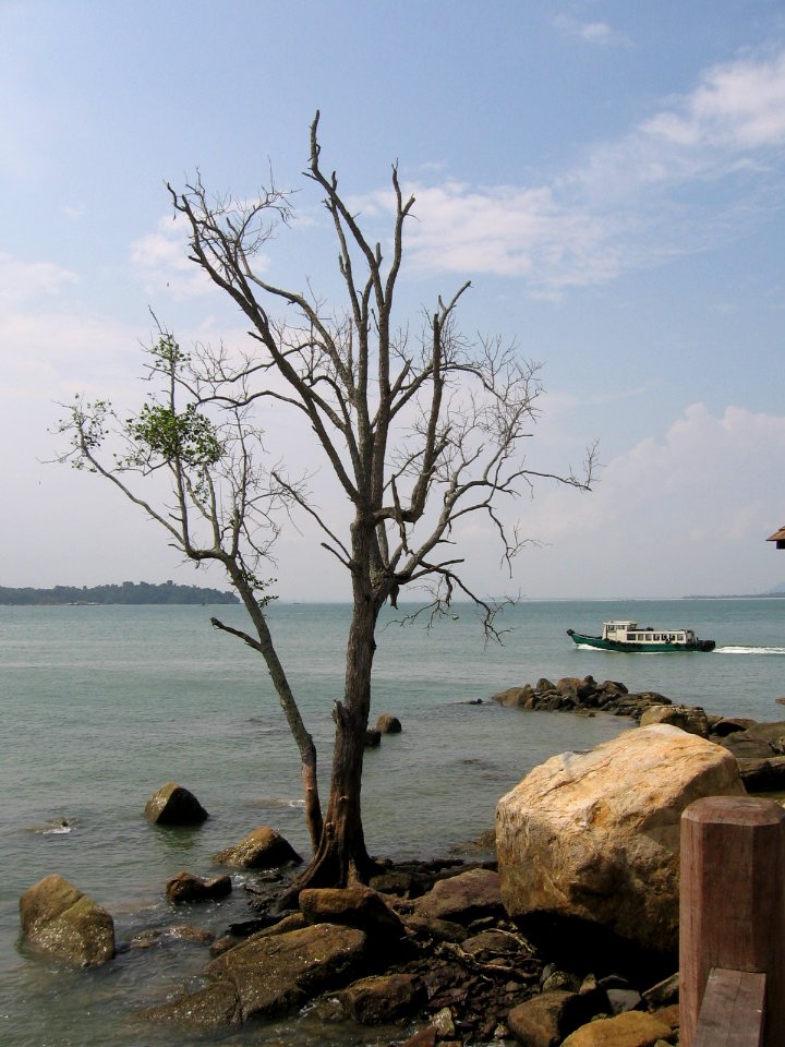 Changi Point Coastal Walk 7, Jul 06 photo