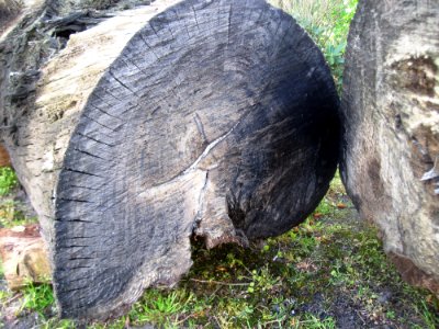 Charlottendorf-Eiche