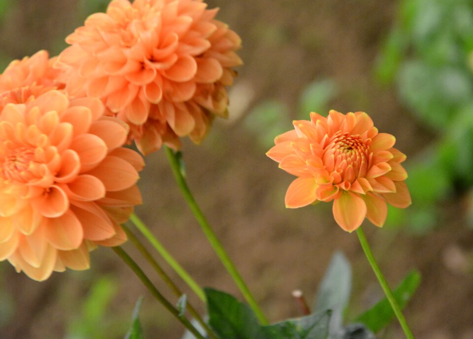 Blooming bouquet garden