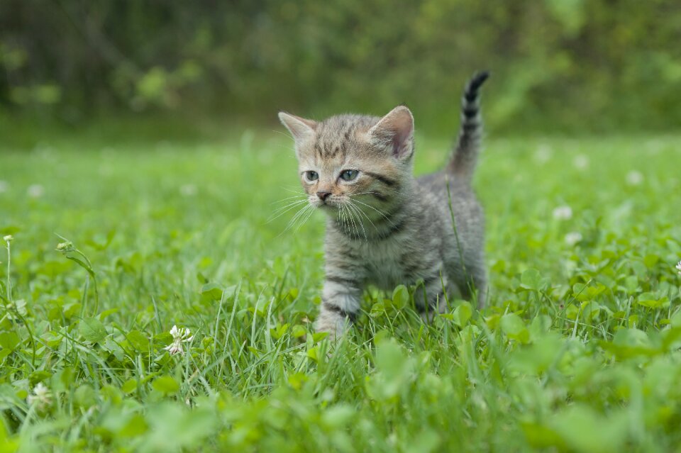 Young cat baby cat small cats