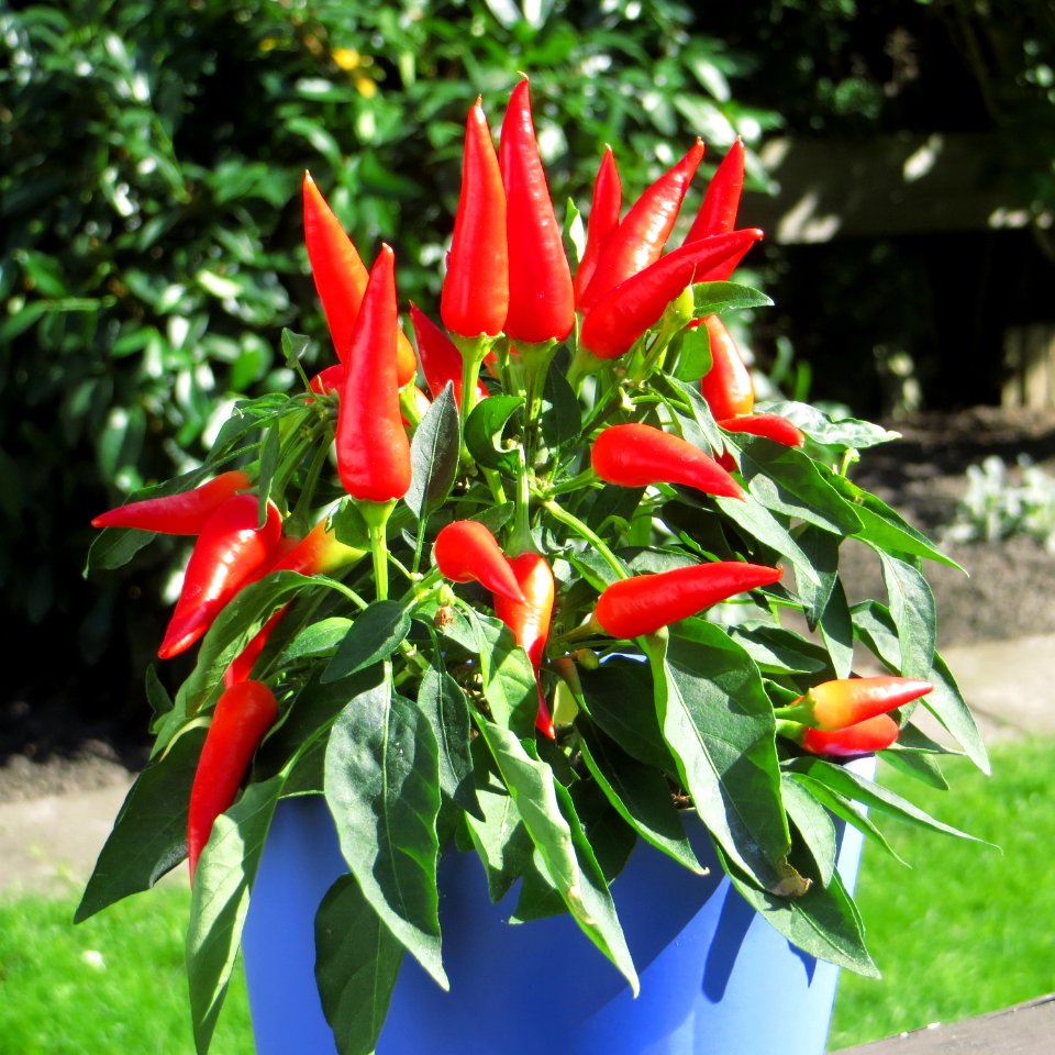 Chili 01 Naschzipfel