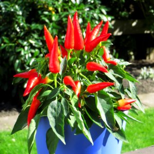 Chili 01 Naschzipfel