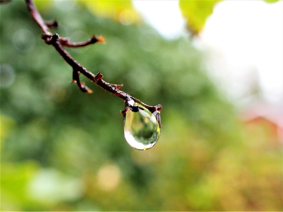 A drop of water branch close-up