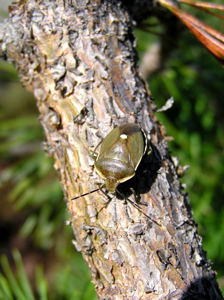 Chlorochroa juniperina 01