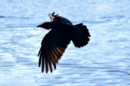 Raven bird crow animal