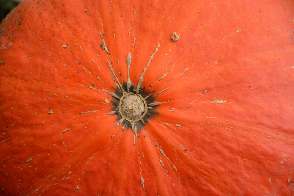 Vegetable garden food fall