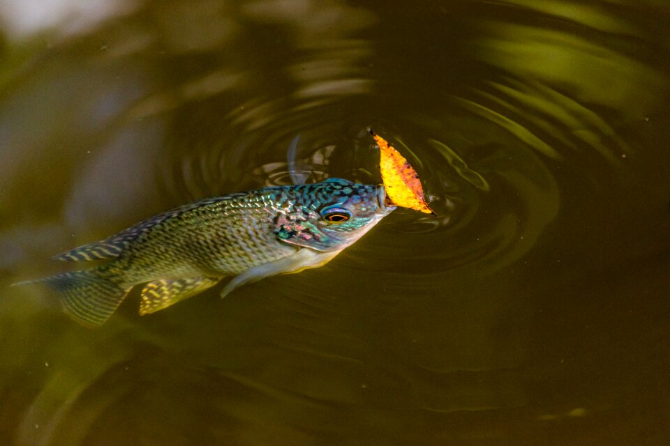 Fish wildlife swimming