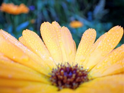 Yellow dew drops petals photo