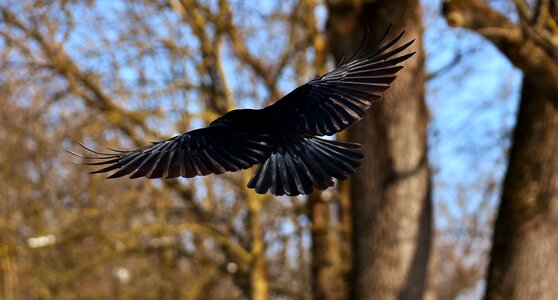 Cold raven bird crow