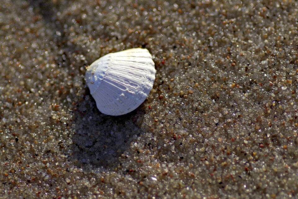 Beach souvenir white