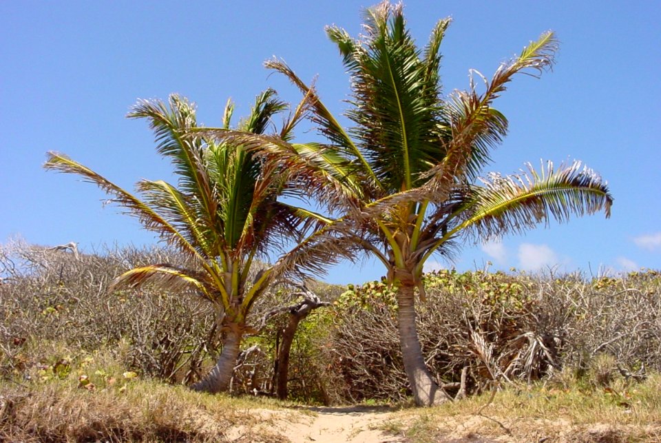 Coconut-palms-Martinique.we