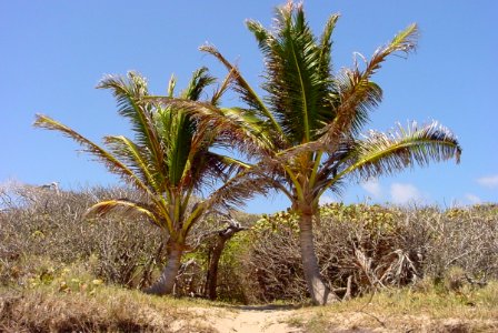 Coconut-palms-Martinique.we