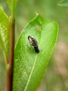 Coleophora albidella case