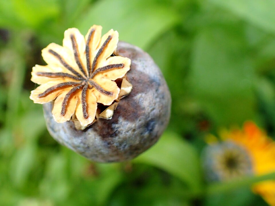 The peony core autumn
