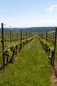Wine grapevine vine