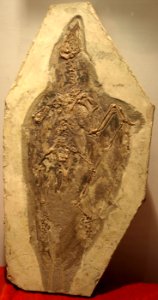Confuciusornis-PaleozoologicalMuseumOfChina-May23-08