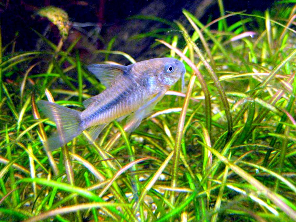 Corydoras nattereri