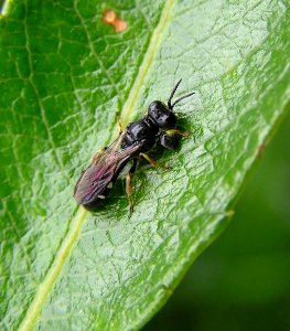Crabro scutellatus