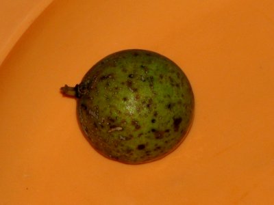 Corypha macropoda fruit photo