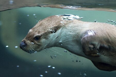 Swim water mammal photo